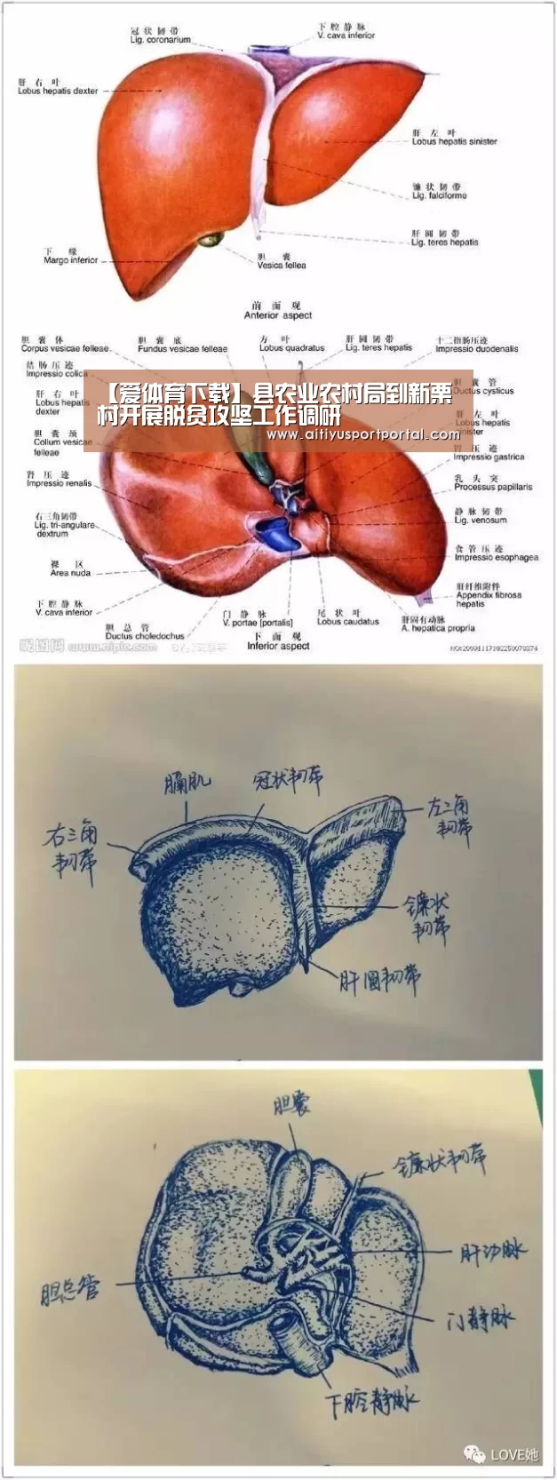 【爱体育下载】县农业农村局到新栗村开展脱贫攻坚工作调研(图3) 爱体育直播